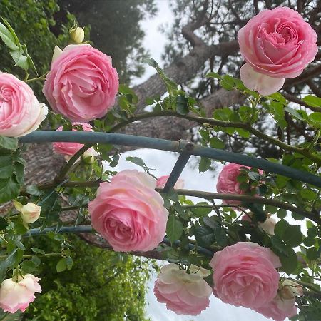 Ancora Bilocale Villa Marina di Massa Dış mekan fotoğraf